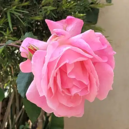 Adm, 61Tel Aviv 