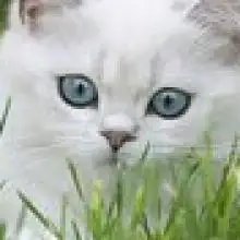 Photo MANUL 2 